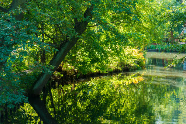 istock Riverside in the evening light with mirroring trees - Spreewald Germany 1338448435
