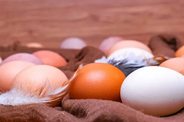 Fresh eggs with chicken feather. Organic diet stock photo.