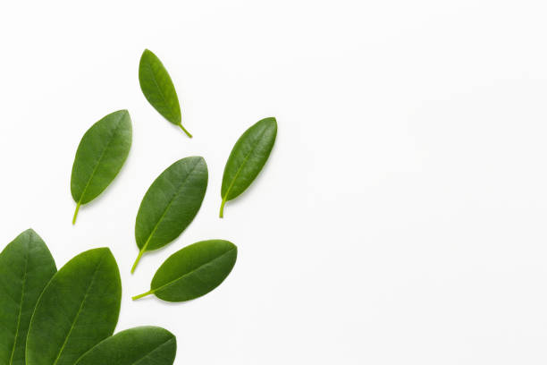 istock Green leaves in the corner at the white background 1338448882