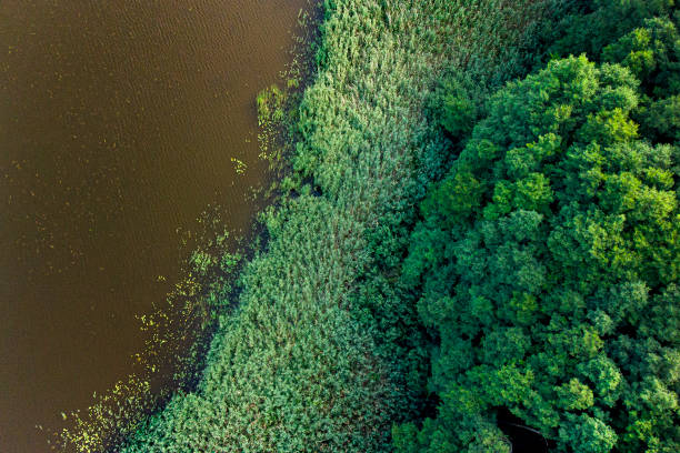istock Different types of vegetation: Lake, water lilies, reed, trees 1338448921