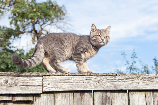 gray young cat stands on the fence in the summer against the blue sky.