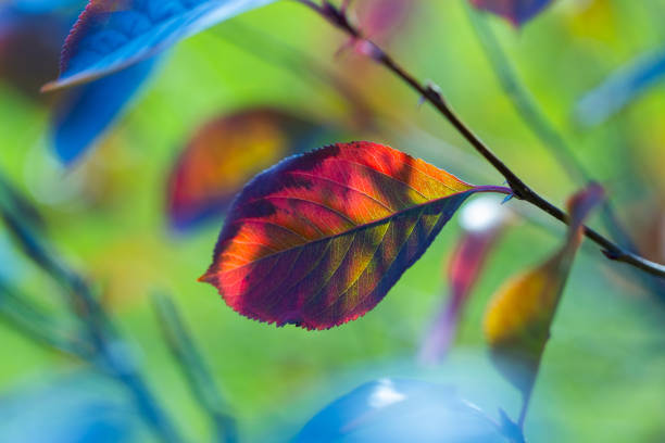 istock Multicolored leaf of black chokeberry 1338449579