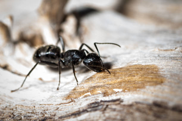 camponotus vagus pij wodę i cukier na starym drzewie - anthill macro ant food zdjęcia i obrazy z banku zdjęć