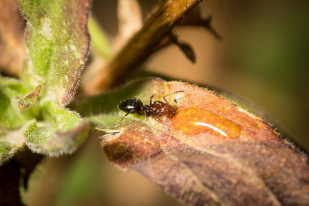 istock Camponotus lateralis worker drinking sugar water in a leaf 1338450103