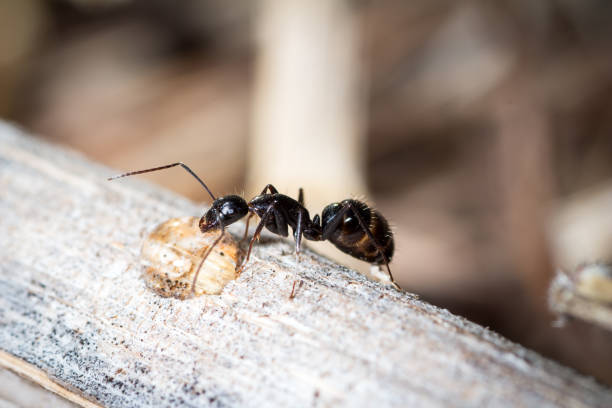 trabalhador de camponotus aethiops come água de açúcar em uma planta - anthill macro ant food - fotografias e filmes do acervo