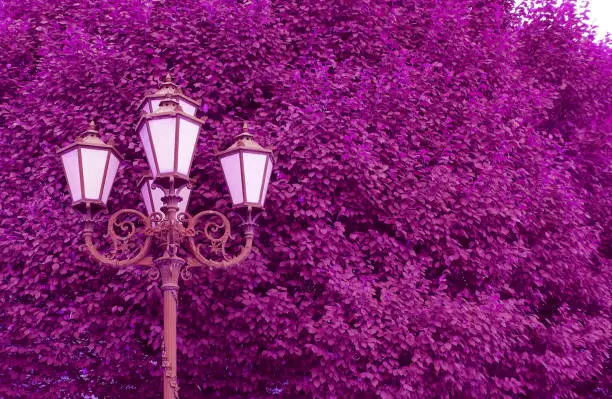 Pop art surreal style magenta colored vintage streetlamps against tree foliage