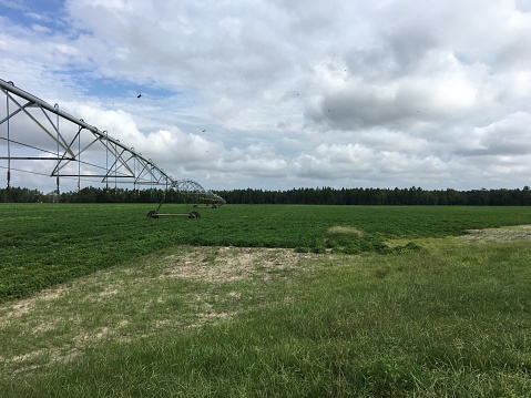 Extensive peanut farm with circular irrigation and several hovering dragonflies