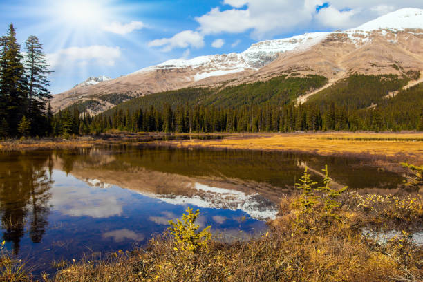 istock Lake overgrown with yellowed grass 1338453972