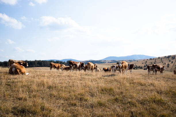 istock Group of cows standing outdoors in the field and grazing. 1338454071