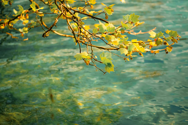 Top view of yellow maple branch above a blue surface with clear water and waves. Autumn time in the park. Shallow depth of field. Selective focus. Toned image. Copy space.