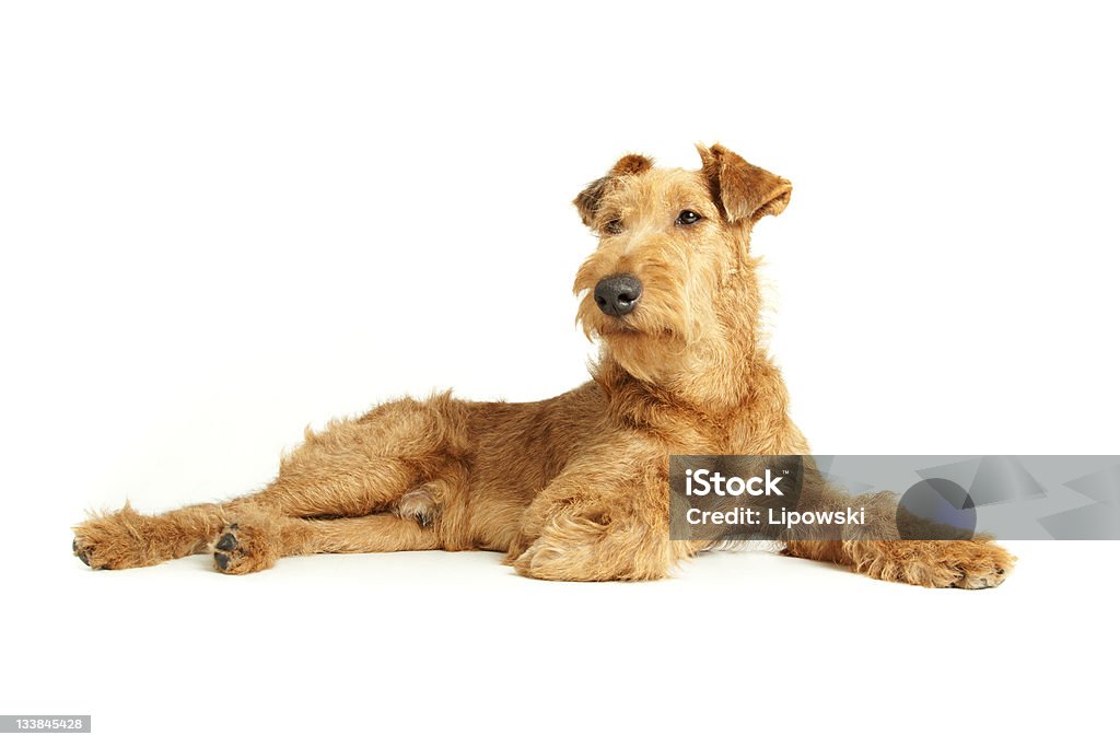 Purebred Irish Terrier - Zbiór zdjęć royalty-free (Białe tło)