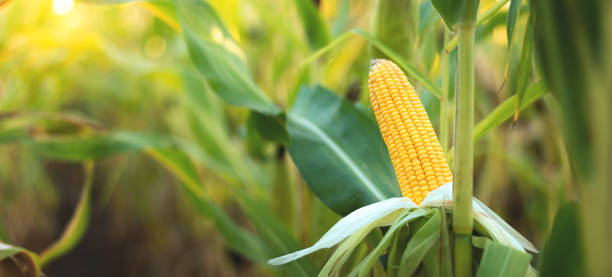 istock A selective focus picture of corn cob in organic corn field. 1338455103