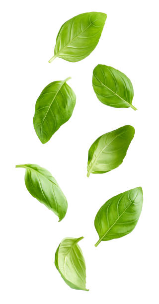 istock Flying basil leaves isolated on white background 1338456544