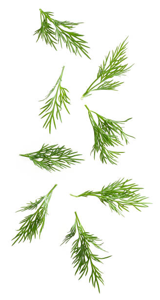 Flying dill leaves isolated on white background