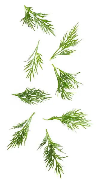 Dill leaves levitating, isolated on white background
