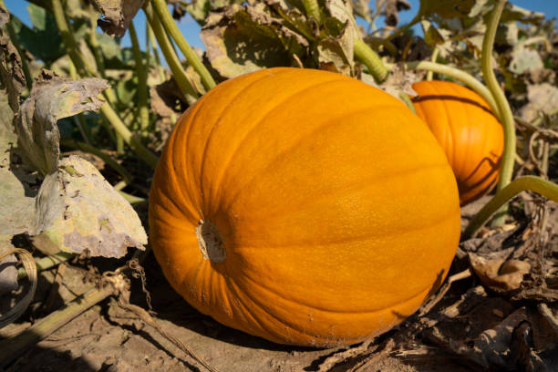 istock Two big ripe pumpkins lie on the field 1338456590