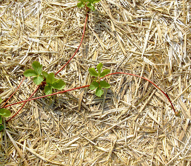 istock Strawberry Runners on Straw Mulch 133845774