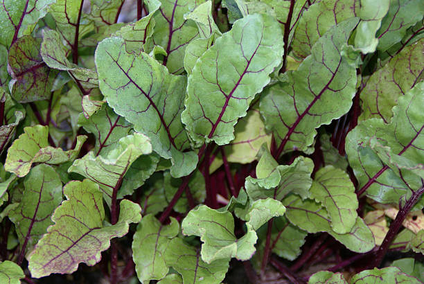 Beet Greens Growing in the Garden