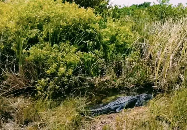 Photo of Crocodile in water