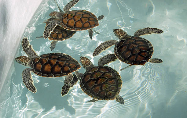 istock Five Baby Sea Turtles 133845869