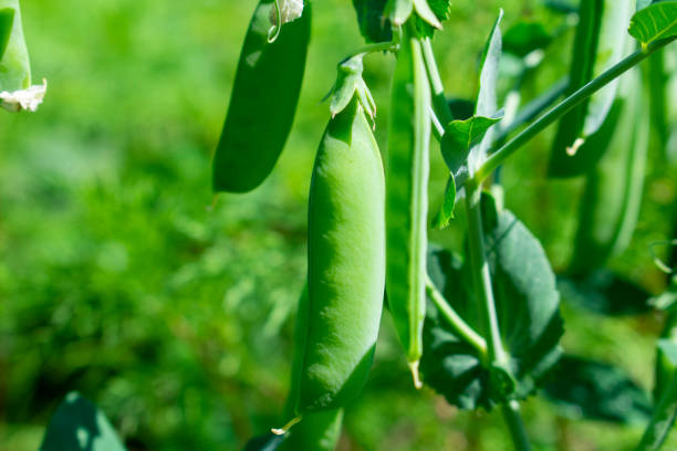 The morphology of peas