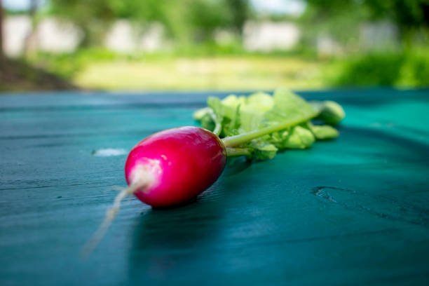 Pure fresh radish on the table