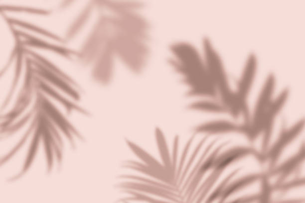 shadow of tropical palm leaves on pastel pink background. minimal nature summer concept. - roze stockfoto's en -beelden