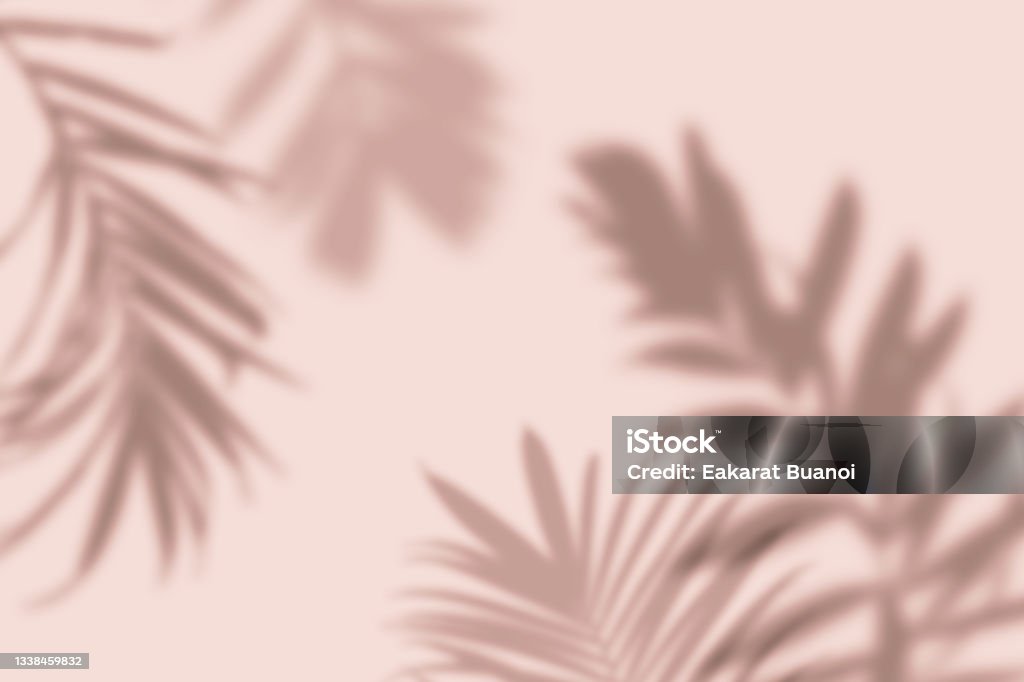 Shadow of tropical palm leaves on pastel pink background. Minimal nature summer concept. Flower Stock Photo