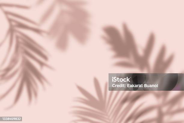 Shadow Of Tropical Palm Leaves On Pastel Pink Background Minimal Nature Summer Concept Stock Photo - Download Image Now