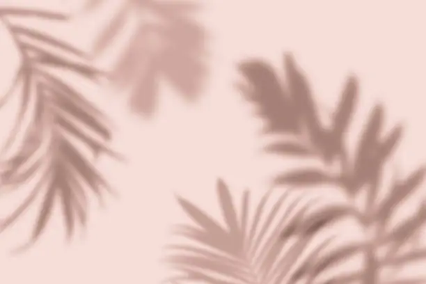 Shadow of tropical palm leaves on pastel pink background. Minimal nature summer concept.