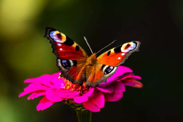 istock Peacock butterfly drinks nectar while sitting on a pink flower close-up on a dark background 1338459986