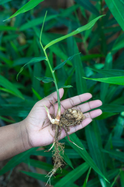 istock hand holding a young ginger plant in outdoor 1338461406