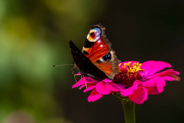 peacock butterfly drinks nectar while sitting on a pink flower close-up on a dark background - 埃歐 個照片及圖片檔