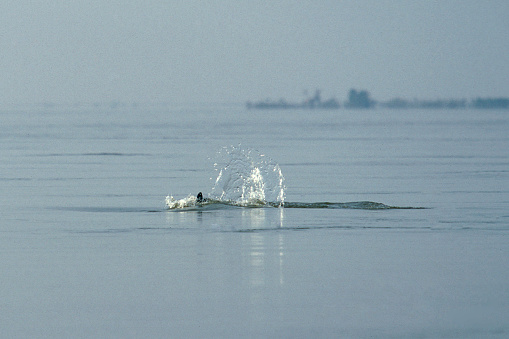 a mekong river Dolphin on the Mekong river at the village of Kratie in the centre of Cambodia.  Cambodia, Kampong Cham, February, 2001,
