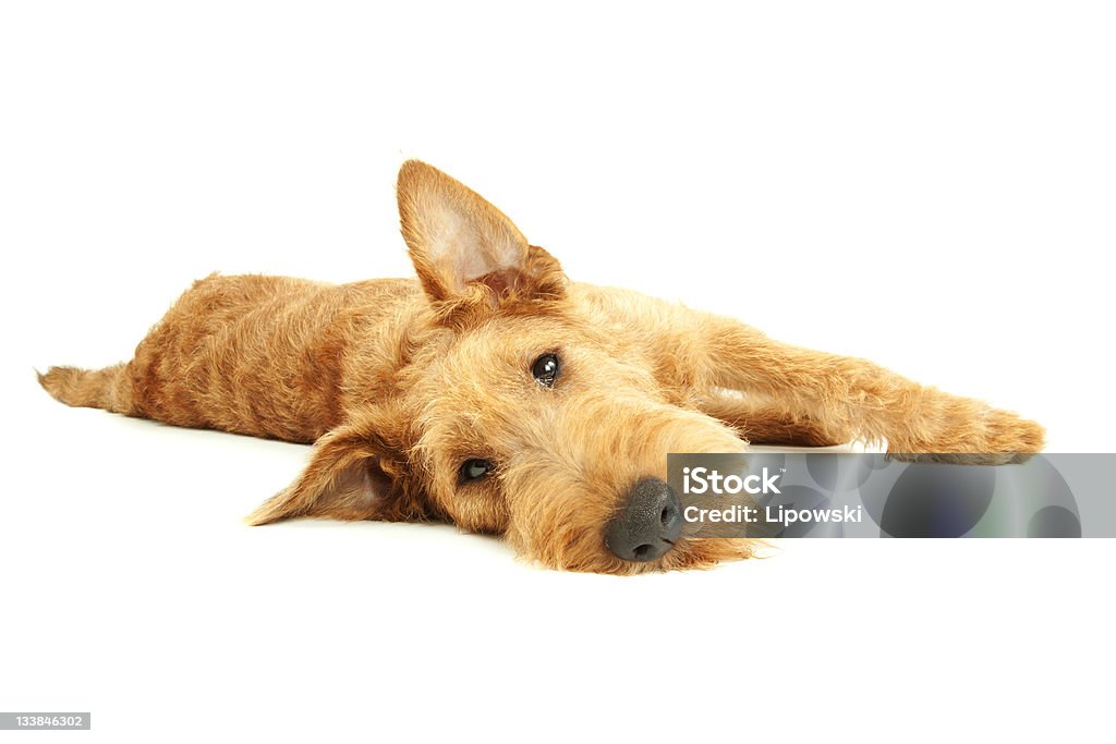 Terrier irlandés de pura raza - Foto de stock de Acostado libre de derechos