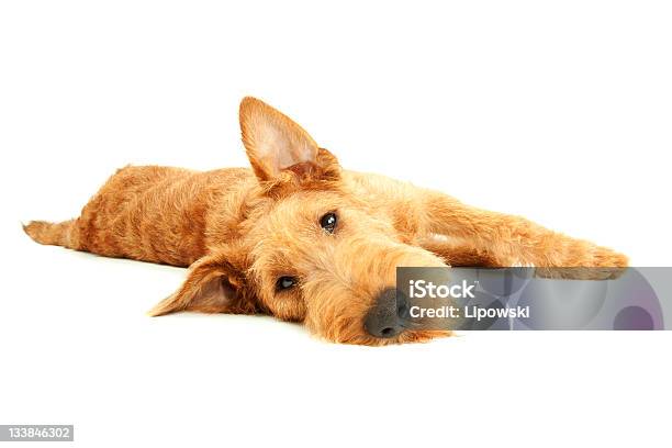 Di Razza Irish Terrier - Fotografie stock e altre immagini di Allegro - Allegro, Animale, Animale da compagnia