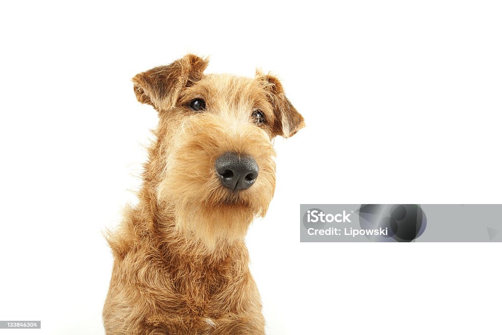 Purebred Irish Terrier Purebred dog Irish Terrier five months old posing on a white background, focused on eyes Irish Terrier Stock Photo