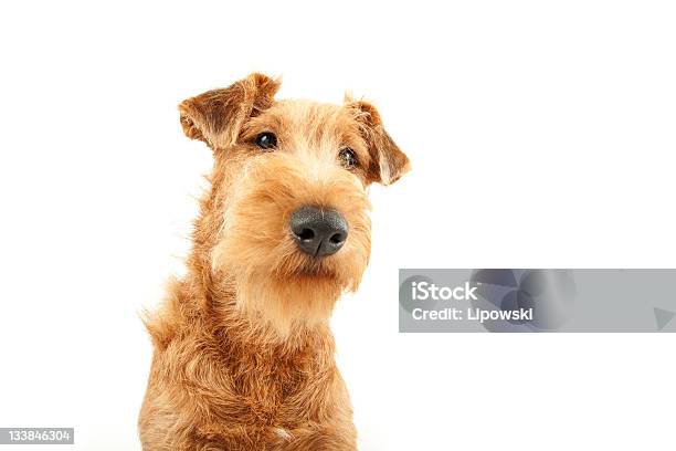 Purebred Irish Terrier Stock Photo - Download Image Now - Irish Terrier, Animal, Cut Out