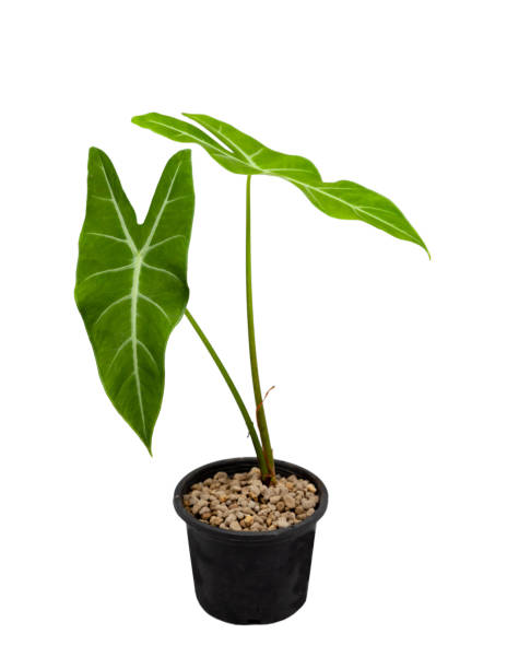 istock Alocasia Longiloba on a white background 1338463186