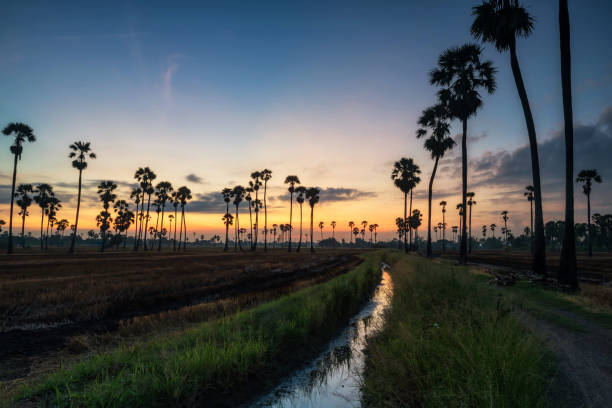 istock Sugar palm and rice farm with twilight sky, Thailand 1338463694