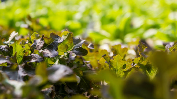 istock hydroponic Brassica chinensis vegetable farm 1338463699