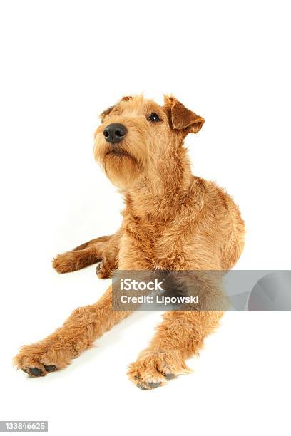 Terrier Irlandés De Pura Raza Foto de stock y más banco de imágenes de Animal - Animal, Animal doméstico, Animal joven