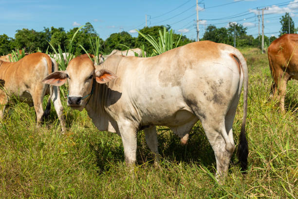 istock Cow on a green meadow Pasture for cattle 1338467152