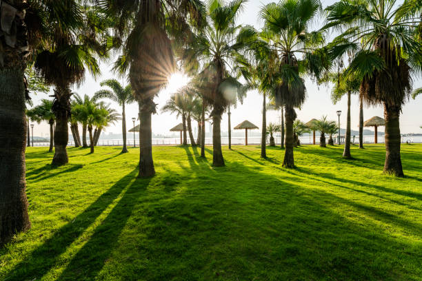 istock Sunrise in the park in the morning 1338467337