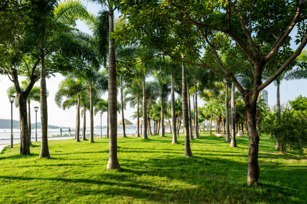 istock Sunrise in the park in the morning 1338467351