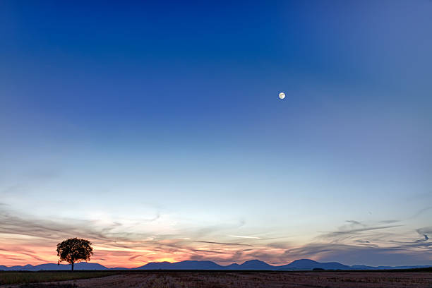 Lonely tree with mountains at dusk, Pfalz, Germany