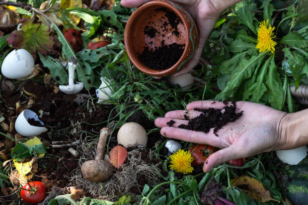 istock Woman hands keep coffee grounds above compost box outdoors full with garden browns and greens and food  wastes 1338469315