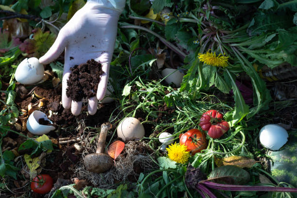 istock Woman hand in glove keeps coffee grounds above compost box outdoors full with garden browns and greens and food  wastes 1338469318