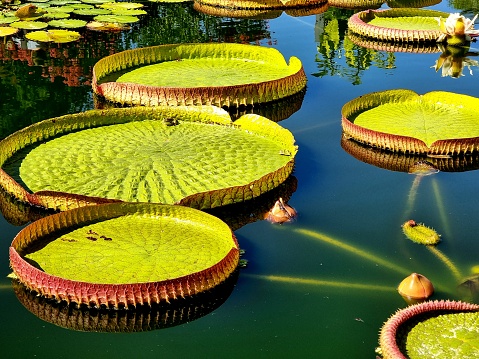 Queen Victoria's water lily leaf (Victoria amazonica). The image was captured in a botanical garden in Zurich during summer season.