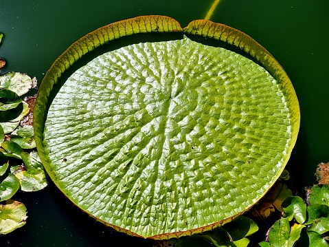 Queen Victoria's water lily leaf (Victoria amazonica). The image was captured in a botanical garden in Zurich during summer season.